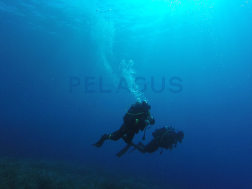 Dive Pelagus - Ustica 2018