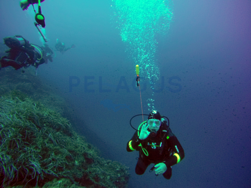 Dive Pelagus - Ustica 2018